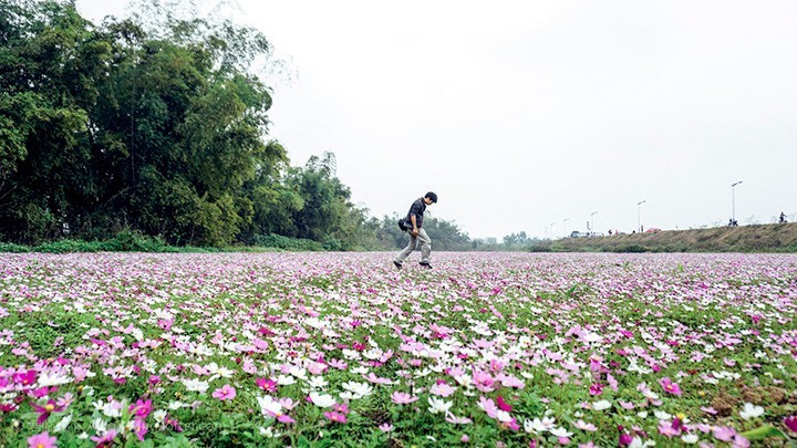 暗黑系石楠花退场的夏天，谁才是武汉新一轮的夏花担当？