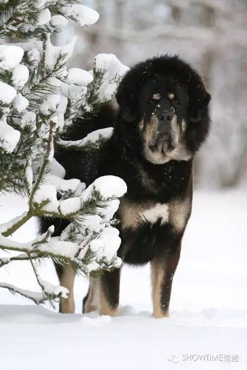 藏獒在国外有多受欢迎,藏獒在俄罗斯地位