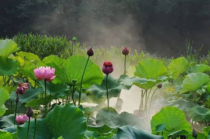 暗黑系石楠花退场的夏天，谁才是武汉新一轮的夏花担当？