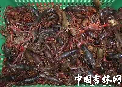 长春最大的小龙虾店,长春比较好的小龙虾店