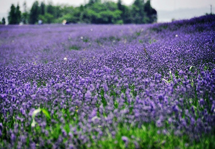 暗黑系石楠花退场的夏天，谁才是武汉新一轮的夏花担当？