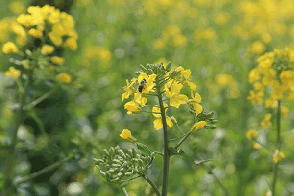 赞美蜜蜂采蜜的古诗,蜜蜂辛苦采蜜古诗词