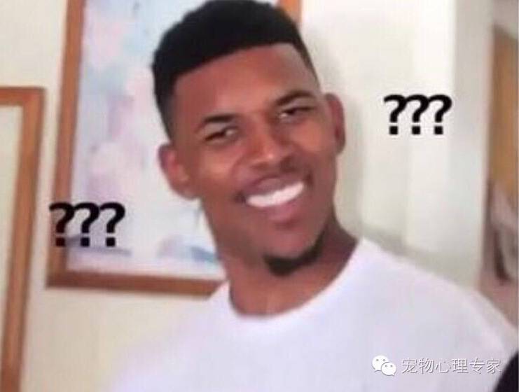 养猫新手入门必知猫薄荷,猫薄荷栽培方法有哪些