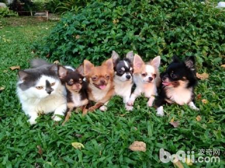 喵老大集齐了7只吉娃娃小弟，可以召唤神龙了，哈哈！