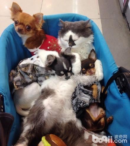 喵老大集齐了7只吉娃娃小弟，可以召唤神龙了，哈哈！