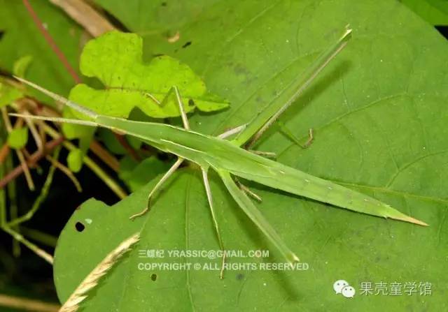 带小孩出去玩要小心一些什么虫,虫子带孩子去哪里玩比较好