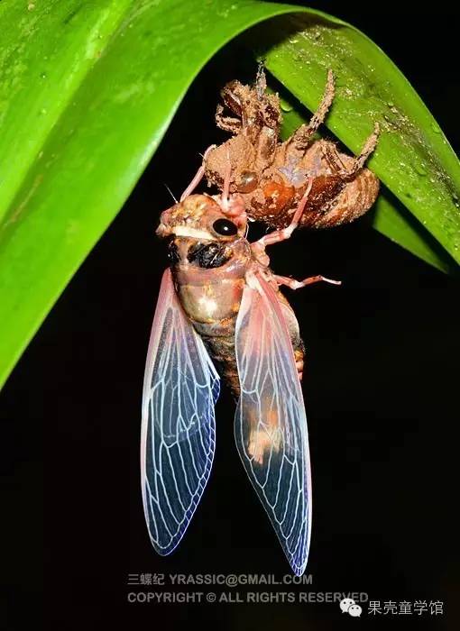 带小孩出去玩要小心一些什么虫,虫子带孩子去哪里玩比较好