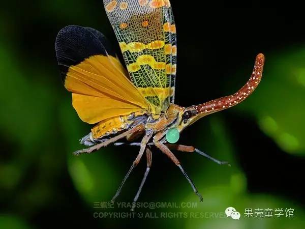 带小孩出去玩要小心一些什么虫,虫子带孩子去哪里玩比较好