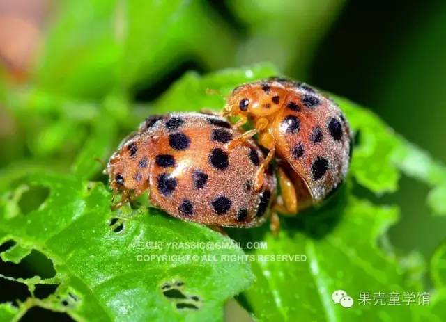 带小孩出去玩要小心一些什么虫,虫子带孩子去哪里玩比较好