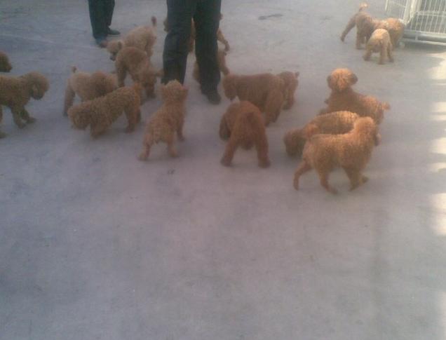 买狗碰到无良商家怎么办,买狗狗不容易踩坑