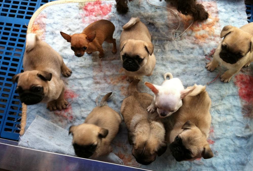 买狗碰到无良商家怎么办,买狗狗不容易踩坑