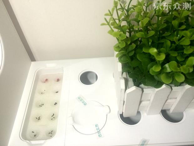 绿色环保农家小菜园,绿色无公害的自家小菜园