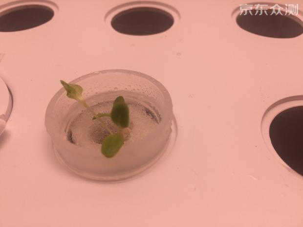 绿色环保农家小菜园,绿色无公害的自家小菜园