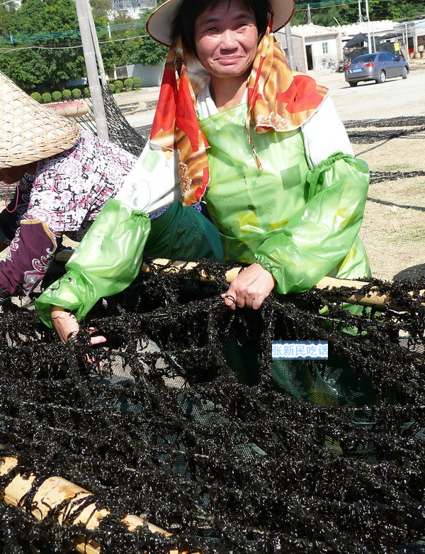 紫菜堪称海藻之王，但潮汕人为什么要说“浪险过打紫菜”呢？