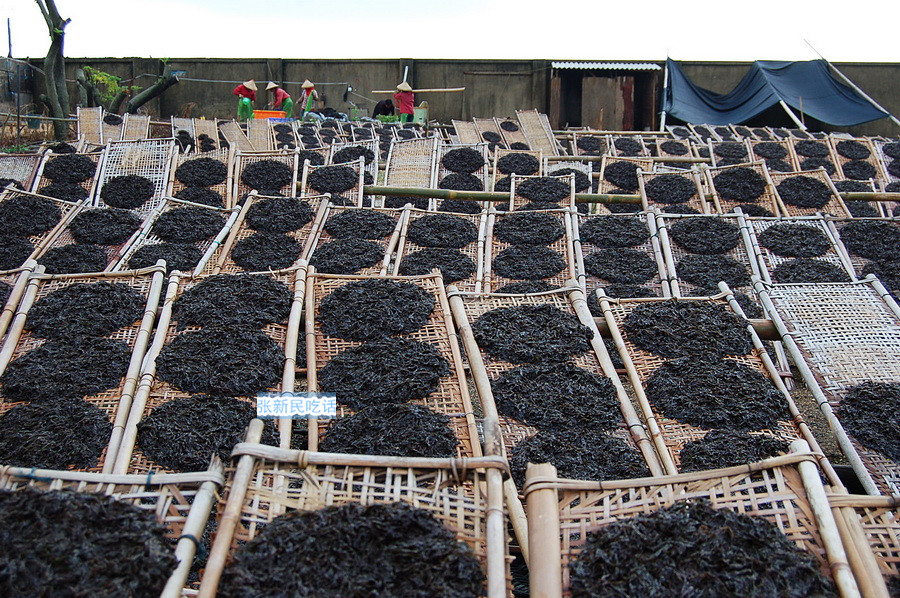 紫菜堪称海藻之王，但潮汕人为什么要说“浪险过打紫菜”呢？