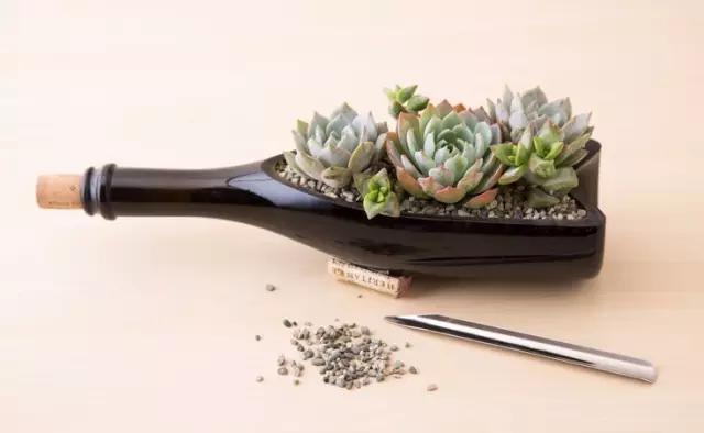 红酒瓶与多肉,玻璃瓶与多肉的邂逅