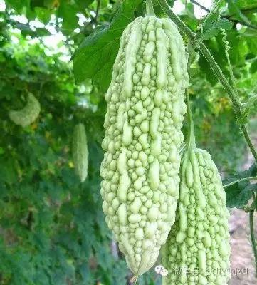 百试百灵的去痱子方法 (小孩痱子的克星)