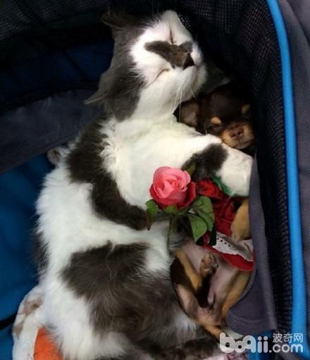 喵老大集齐了7只吉娃娃小弟，可以召唤神龙了，哈哈！