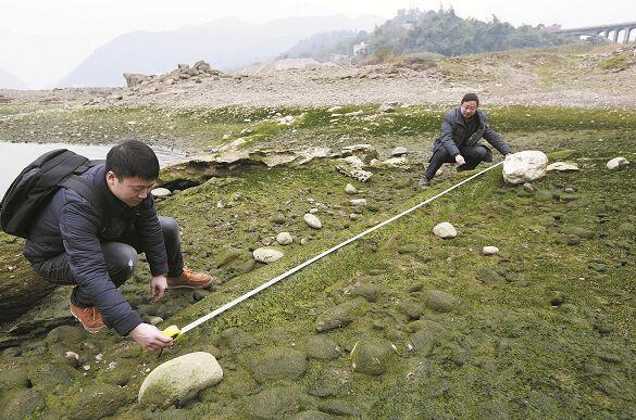 金丝楠阴沉木打捞上来含水分多少,金丝楠阴沉木挖出来怎么处理