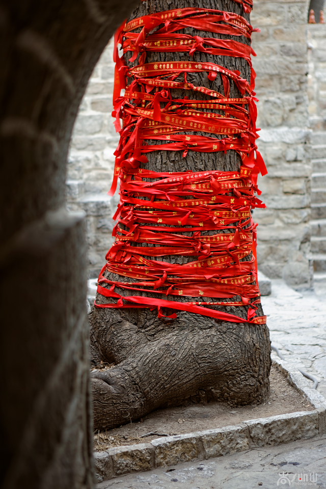 为什么古树都要拴红绳,往古树上拴红绳什么意思