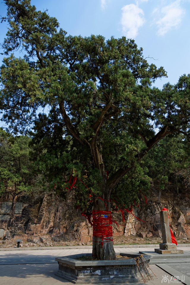 为什么古树都要拴红绳,往古树上拴红绳什么意思