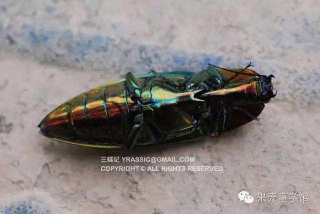 带小孩出去玩要小心一些什么虫,虫子带孩子去哪里玩比较好