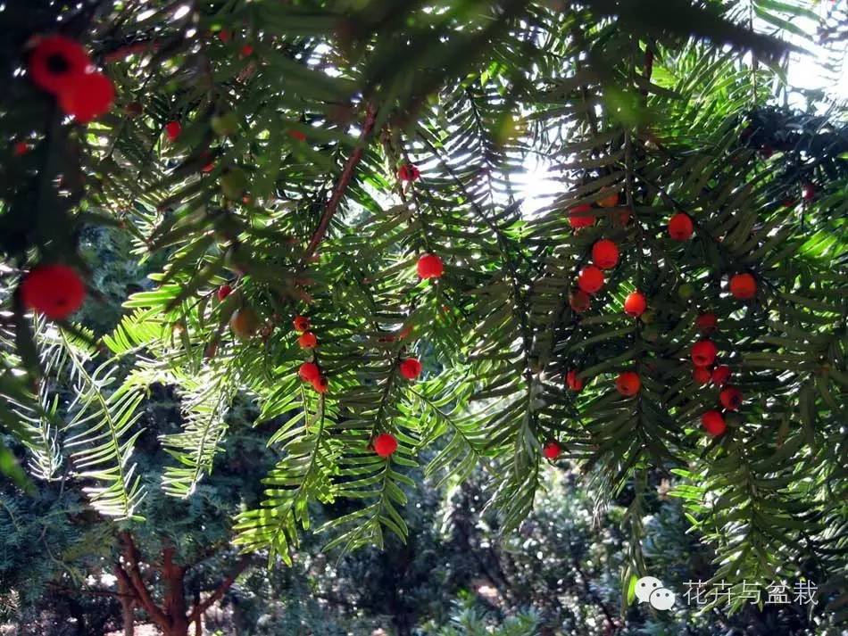 红豆杉怎么种才能长得好,红豆杉值得种植吗