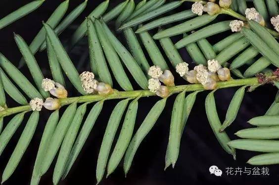 红豆杉怎么种才能长得好,红豆杉值得种植吗