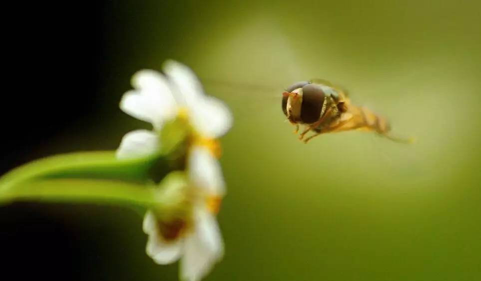 赞美蜜蜂采蜜的古诗,蜜蜂辛苦采蜜古诗词