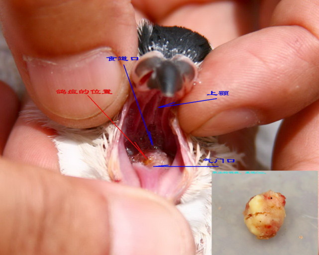 鸽毛滴虫病预防工作,信鸽毛滴虫治疗方法