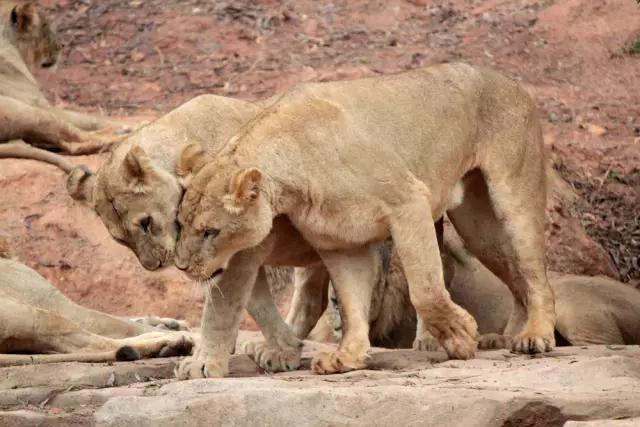 长隆适合小朋友玩的地方,长隆有哪些小朋友可以玩的项目