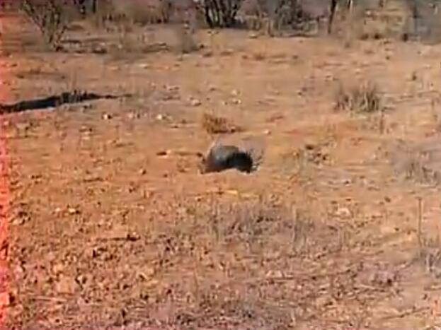 蜜獾被三只花豹围攻,蜜獾啃食剧毒毒蛇