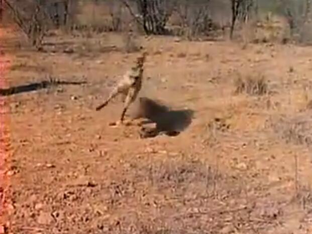 蜜獾被三只花豹围攻,蜜獾啃食剧毒毒蛇