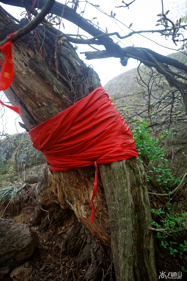 为什么古树都要拴红绳,往古树上拴红绳什么意思