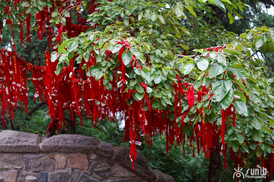 为什么古树都要拴红绳,往古树上拴红绳什么意思