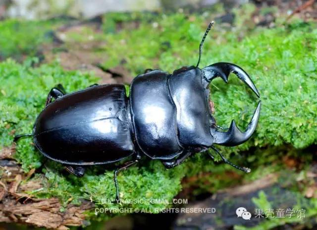 带小孩出去玩要小心一些什么虫,虫子带孩子去哪里玩比较好