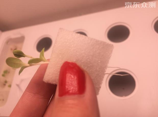 绿色环保农家小菜园,绿色无公害的自家小菜园