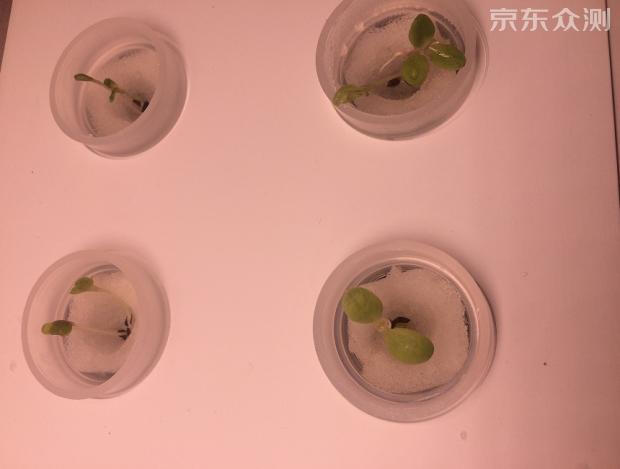 绿色环保农家小菜园,绿色无公害的自家小菜园