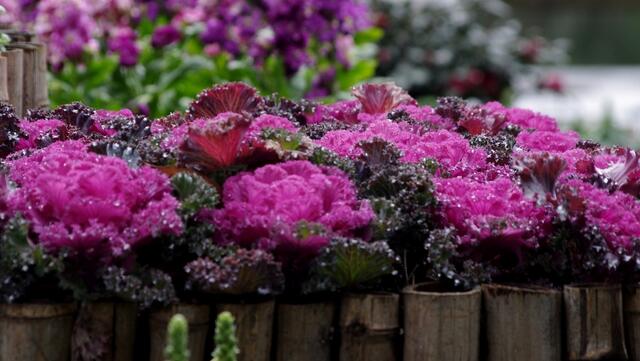 现在季节养哪些观叶观花的植物,室内水培观叶植物100种名字