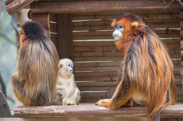 长隆适合小朋友玩的地方,长隆有哪些小朋友可以玩的项目