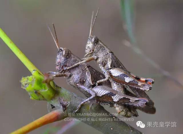 带小孩出去玩要小心一些什么虫,虫子带孩子去哪里玩比较好