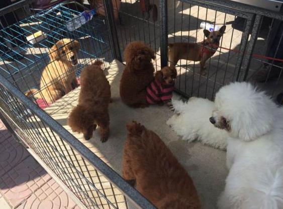 买狗碰到无良商家怎么办,买狗狗不容易踩坑