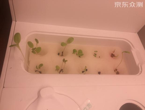 绿色环保农家小菜园,绿色无公害的自家小菜园