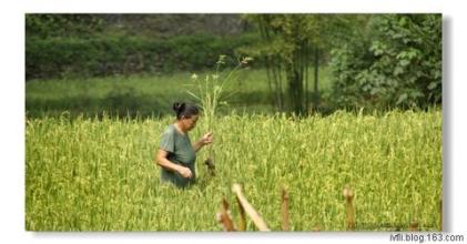 稻秧和稗子的区别,稗子和穗子的区别