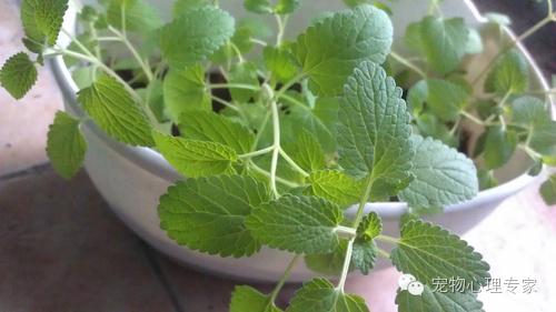 养猫新手入门必知猫薄荷,猫薄荷栽培方法有哪些