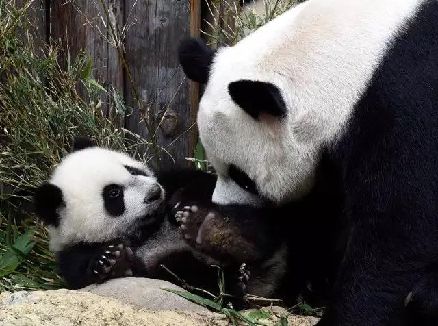 长隆适合小朋友玩的地方,长隆有哪些小朋友可以玩的项目