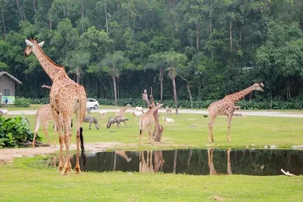 长隆适合小朋友玩的地方,长隆有哪些小朋友可以玩的项目