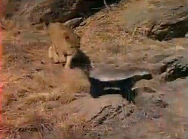 蜜獾被三只花豹围攻,蜜獾啃食剧毒毒蛇