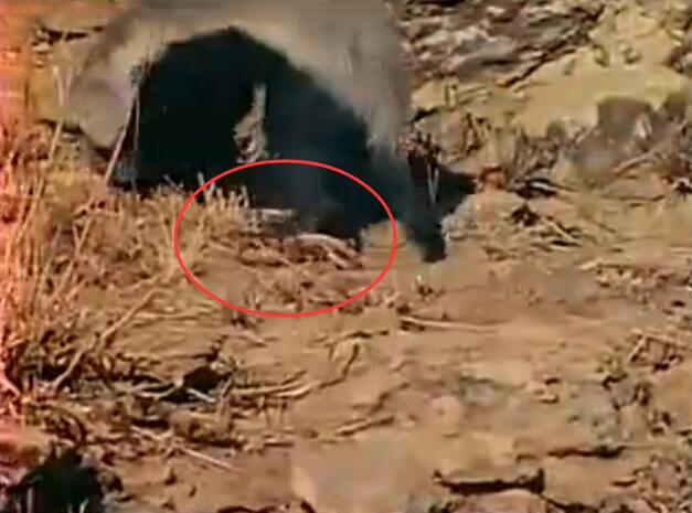 蜜獾被三只花豹围攻,蜜獾啃食剧毒毒蛇