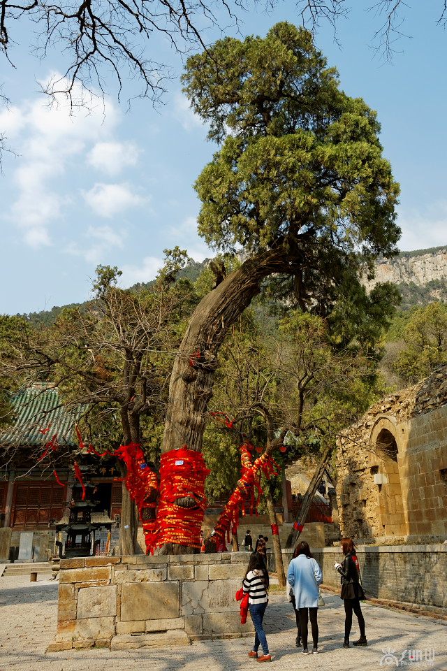 为什么古树都要拴红绳,往古树上拴红绳什么意思